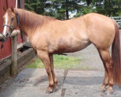 Deckhengst Sheza Hot Image (Quarter Horse, 2007, von Major Hearts Desire)