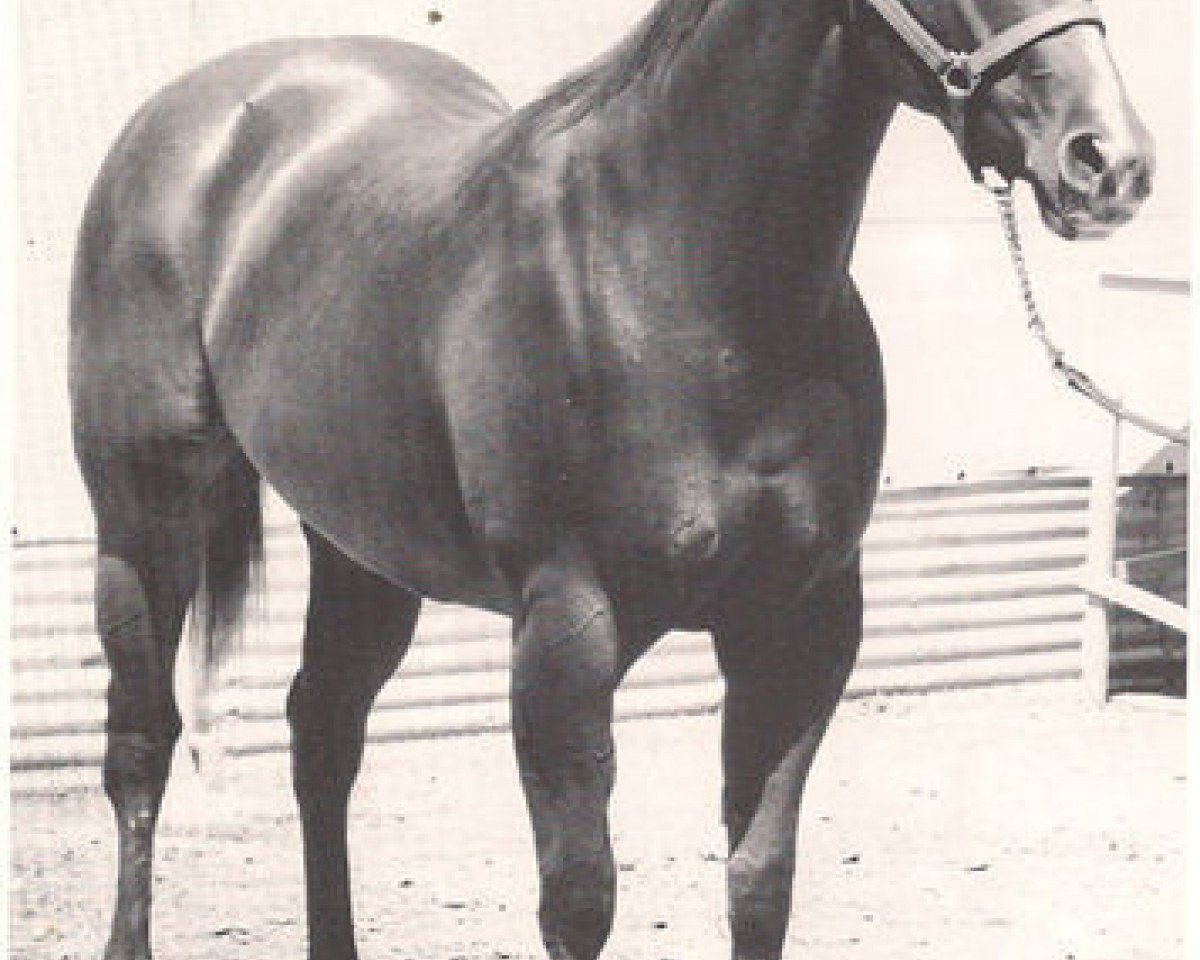 broodmare Skip Twin Bar (Quarter Horse, 1961, from Skipper W)