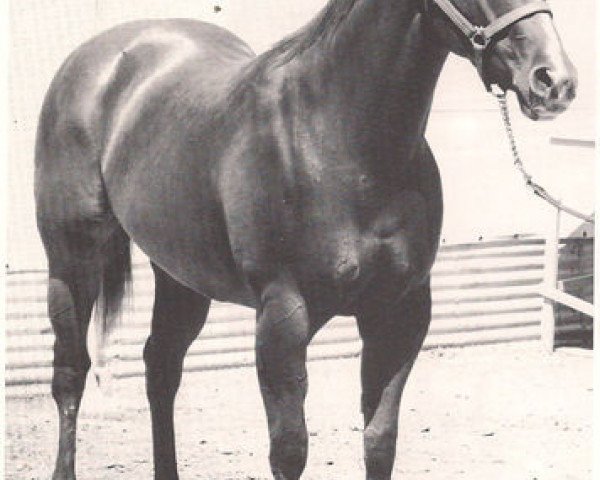 broodmare Skip Twin Bar (Quarter Horse, 1961, from Skipper W)