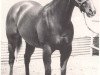 Zuchtstute Skip Twin Bar (Quarter Horse, 1961, von Skipper W)