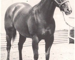 Zuchtstute Skip Twin Bar (Quarter Horse, 1961, von Skipper W)