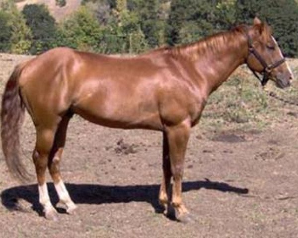 Pferd Sharp Barcoder (Quarter Horse, 2004, von Dunbars Gold)