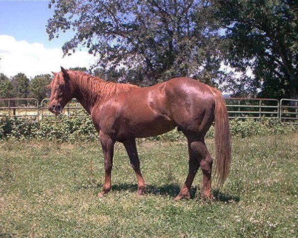 horse Sharp Pair Of Genes (Quarter Horse, 2003, from FRS Reckless Dan)