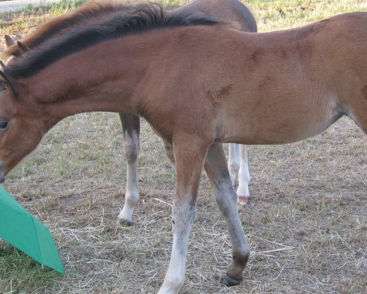Zuchtstute Anni (Welsh Pony (Sek.B), 2015, von Elton)