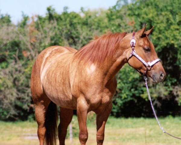 Zuchtstute Sharp One (Quarter Horse, 1999, von Force One)