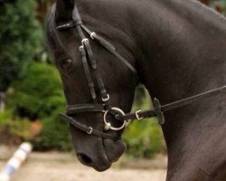 jumper Highlight of the Night (German Riding Pony, 2011, from Hemingway B)