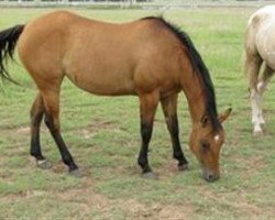 horse Brindle Batty Atty (Quarter Horse, 2003, from Ima Star Brindle Bar)