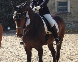 dressage horse Donna Clara 28 (Hanoverian, 1997, from Donnerschlag)