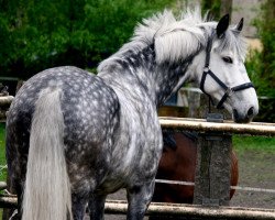 dressage horse Deliciano (Westphalian, 2005, from Dancing Dynamite)