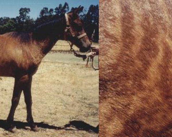 horse Brendas Girly Girl (Quarter Horse, 2003, from Ima Star Brindle Bar)