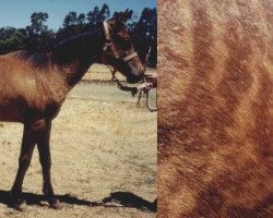 Pferd Brendas Girly Girl (Quarter Horse, 2003, von Ima Star Brindle Bar)