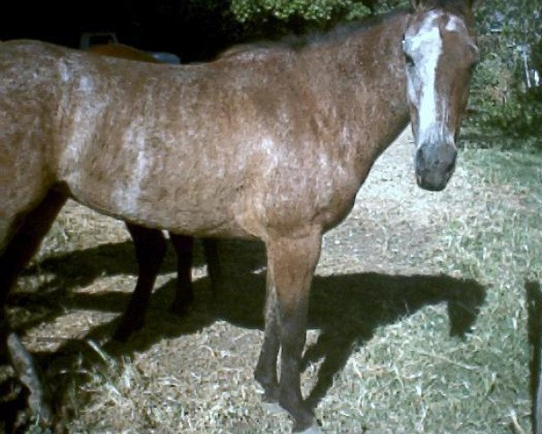 horse Brendas Millennium (Quarter Horse, 2000, from Ima Star Brindle Bar)