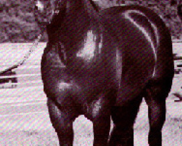 stallion Docs Malbec (Quarter Horse, 1974, from Doc Bar)