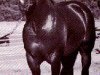 stallion Docs Malbec (Quarter Horse, 1974, from Doc Bar)