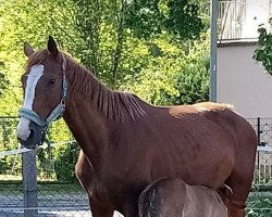 broodmare Goldmarie 46 (German Sport Horse, 2009, from Goldex)