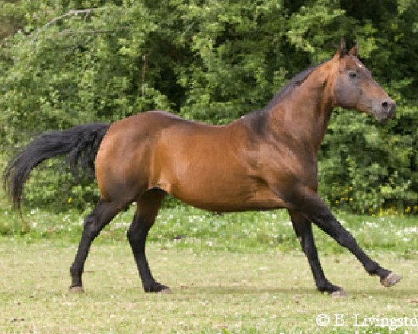 Deckhengst Ima Star Brindle Bar (Quarter Horse, 1997, von Malbecs Silvery Moon)