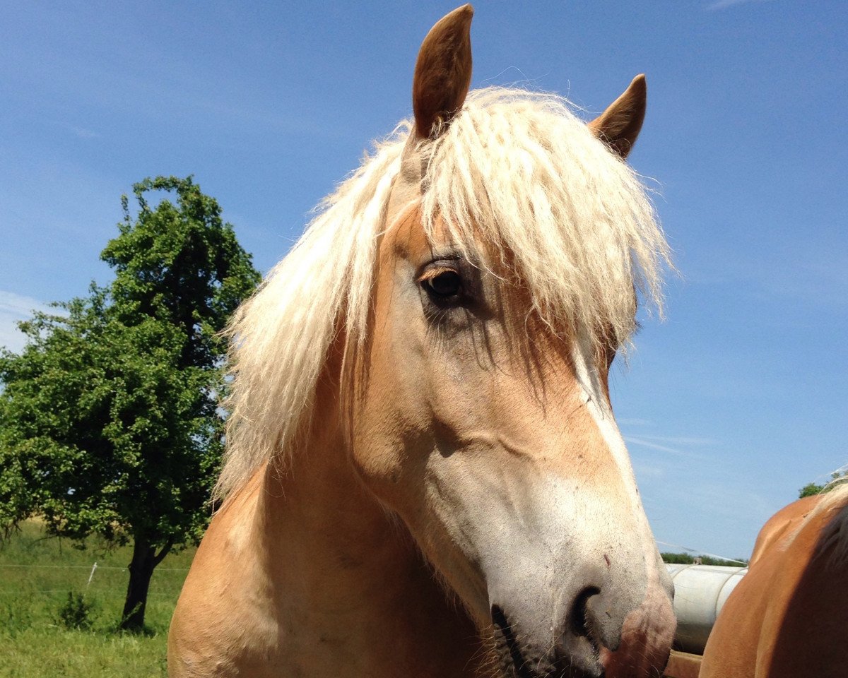 Pferd Welasco vom Tannenberg (Haflinger, 2014, von Wildberg)