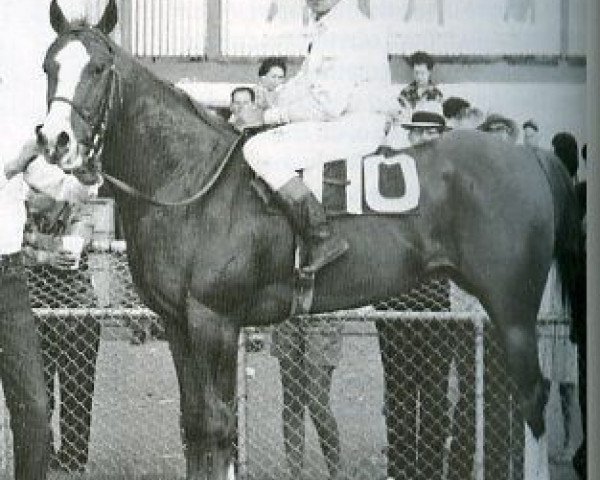 stallion Skippa String (Quarter Horse, 1958, from Rukin String)
