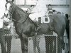 Deckhengst Skippa String (Quarter Horse, 1958, von Rukin String)
