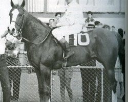 Deckhengst Skippa String (Quarter Horse, 1958, von Rukin String)