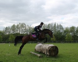 jumper Grace Argentina 3 (Hanoverian, 2010, from Gracieux)