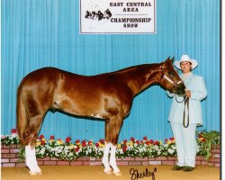 horse Seekers Golden Image (Paint Horse, 1999, from Dunbars Gold)