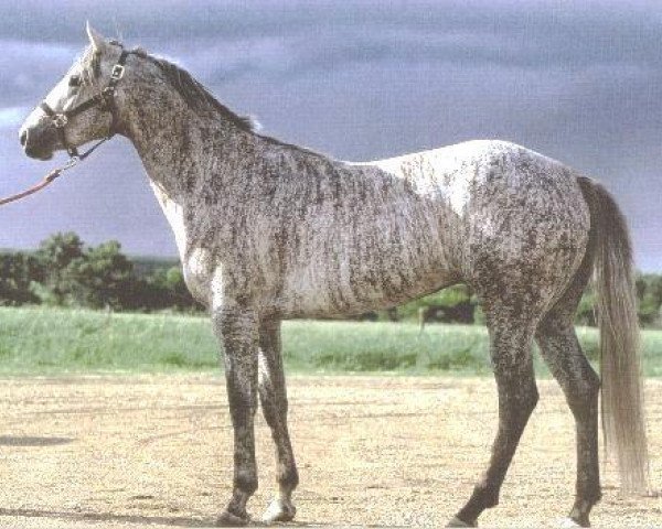 Deckhengst FRS Reckless Dan (Quarter Horse, 1997, von Daniel J Bee)