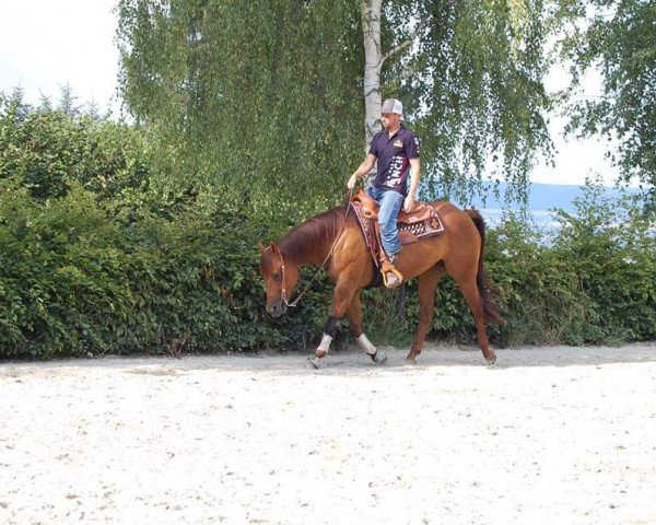 Pferd FS Hollywood Cowgirl (Quarter Horse, 2010, von SB Buddy Kilebar Jac)