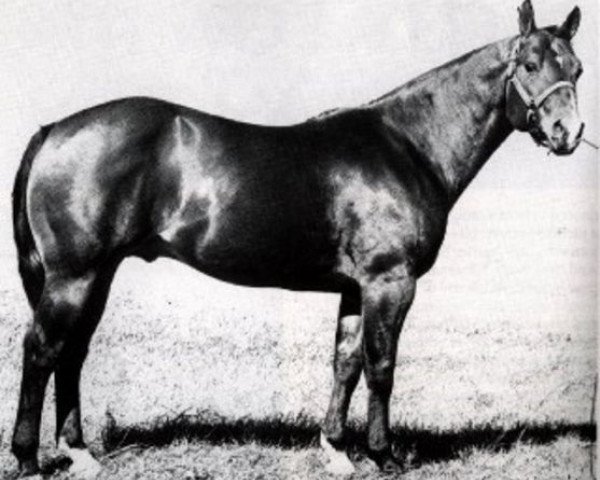 Deckhengst Two D Two (Quarter Horse, 1957, von Double Diamond)