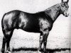 stallion Two D Two (Quarter Horse, 1957, from Double Diamond)