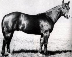 stallion Two D Two (Quarter Horse, 1957, from Double Diamond)