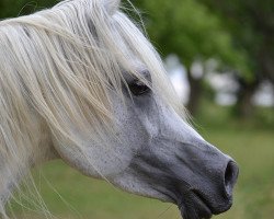 stallion AE Haalim Jamil EAO (Arabian thoroughbred, 2005, from NK Hafid Jamil EAO)