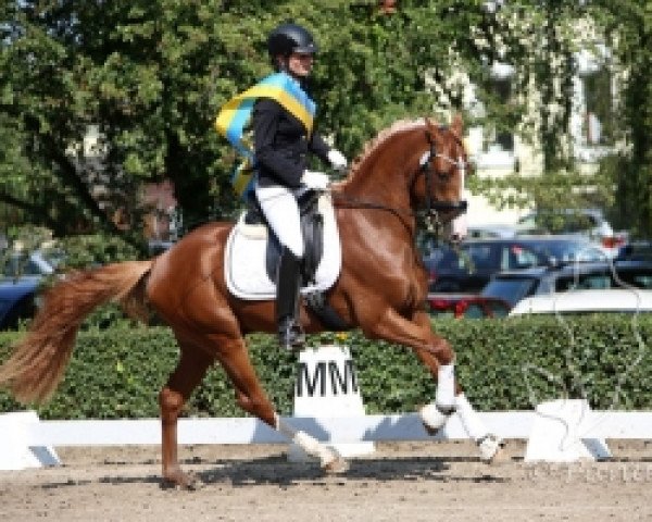 dressage horse Champion's League R (German Riding Pony, 2012, from FS Cracker Jack)