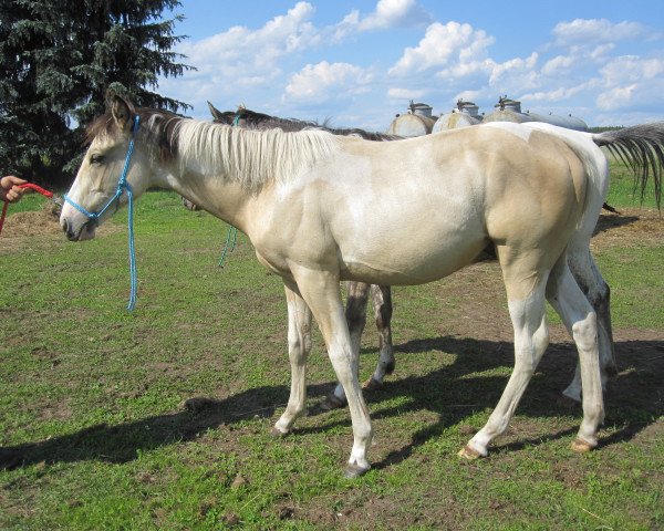 Pferd Mr Remarkably Magic (Paint Horse, 2014)