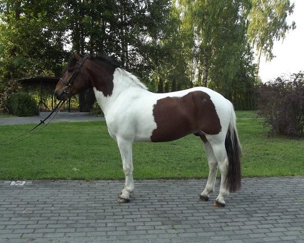 Pferd Ptys (Kleines deutsches Reitpferd, 2011)