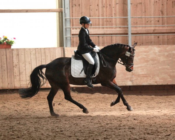 broodmare Phillis 17 (German Riding Pony, 2007, from FS Pour l'Amour)