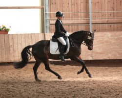 dressage horse Phillis 17 (Deutsches Reitpony, 2007, from FS Pour l'Amour)