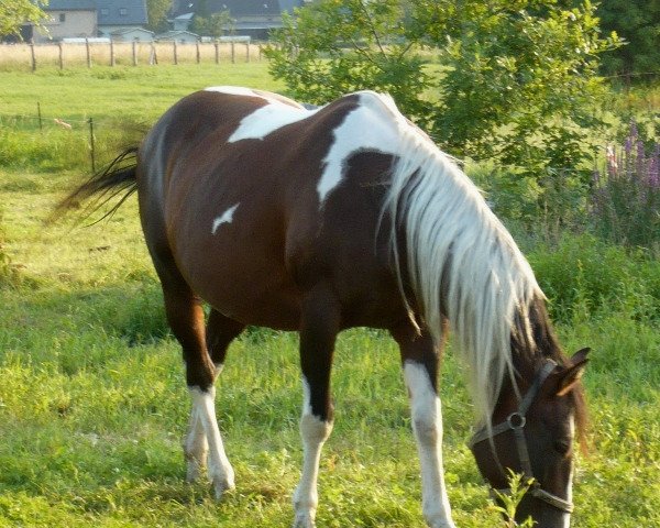 horse Remarkably Fanci (Paint Horse, 1992)