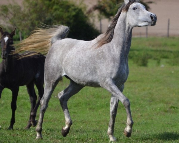 broodmare AE Egyptian Muyah (Arabian thoroughbred, 2012, from MEXX ox)