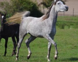 broodmare AE Egyptian Muyah (Arabian thoroughbred, 2012, from MEXX ox)