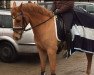 dressage horse Edinburgh 9 (German Riding Pony, 2007, from Eldorrado)