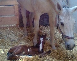 Pferd Dubai (Holsteiner, 2011, von Quarz Ask)