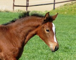 Springpferd Gentle (Holsteiner,  , von Cascadello)