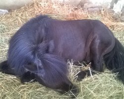 stallion Benny (Shetland Pony, 1991, from Blitz A 335)