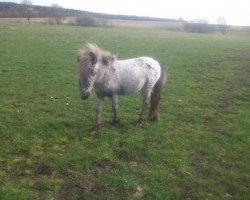 Pferd Kitty (Dt.Part-bred Shetland Pony, 2013, von Abst.n.vorh.)