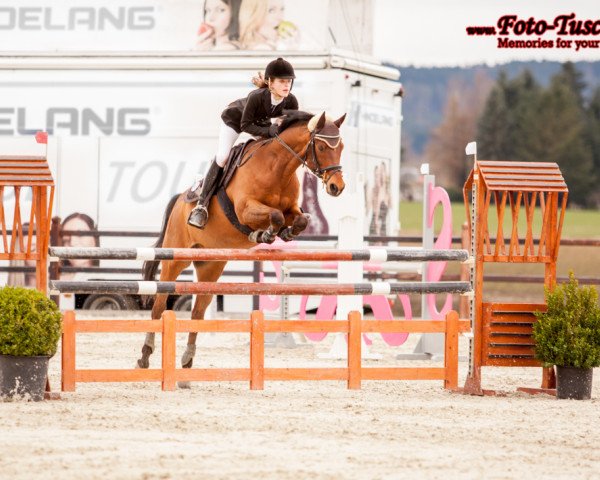 jumper Barrichello (German Riding Pony, 2000, from Bolero)