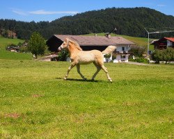 Pferd Starlight (Haflinger, 2015, von liz. 350/T Stainz)