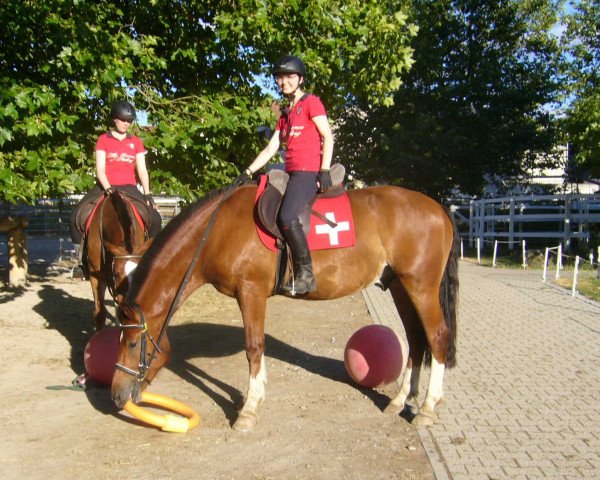 Pferd Jacomo (Freiberger, 2011, von Hiro CH)