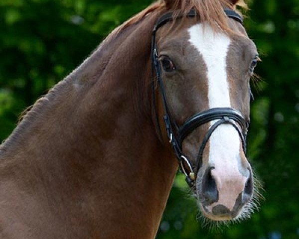 dressage horse Dunja (Hanoverian, 2011, from Diamond Hit)