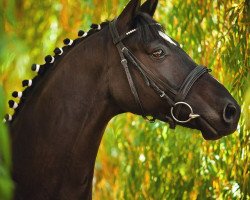 dressage horse Daily Sunshine 15 (Hanoverian, 2008, from Samarant)